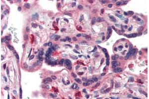 Human Placenta (formalin-fixed, paraffin-embedded) stained with TFCP2L1 antibody ABIN462172 followed by biotinylated goat anti-rabbit IgG secondary antibody ABIN481713, alkaline phosphatase-streptavidin and chromogen. (TFCP2L1 antibody  (AA 20-69))