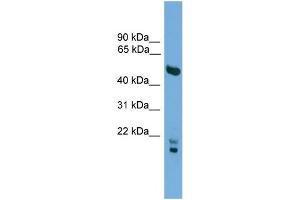 WB Suggested Anti-OMG  Antibody Titration: 0.