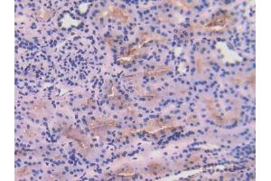 IHC-P analysis of Human Kidney Tissue, with DAB staining. (Angiotensin I Converting Enzyme 1 antibody  (AA 814-1071))