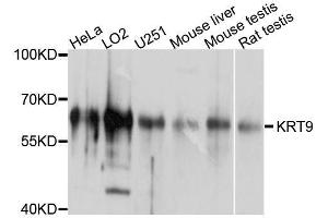 Western blot analysis of extracts of various cell lines, using KRT9 antibody. (KRT9 antibody  (AA 150-450))