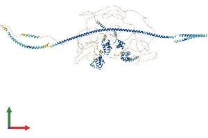 AlphaFold protein structure predicition of Mouse Recombinant Cux1 Protein, UniprotID P53564 (CUX1 Protein (AA 1-1515) (His tag))