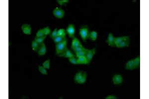 Immunofluorescence staining of HepG2 cells with ABIN7159750 at 1:133, counter-stained with DAPI.