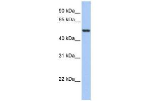 WB Suggested Anti-GSR Antibody Titration: 0. (Glutathione Reductase antibody  (N-Term))