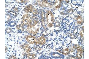Cobl-Like 1 antibody was used for immunohistochemistry at a concentration of 4-8 ug/ml. (COBLL1 antibody  (N-Term))
