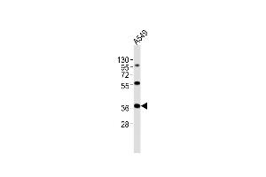 Anti-CTSL Antibody (N-Term)at 1:2000 dilution + A549 whole cell lysates Lysates/proteins at 20 μg per lane. (Cathepsin L antibody  (AA 97-129))