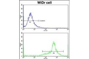 Flow cytometric analysis of widr cells using IGFBP6 Antibody (C-term)(bottom histogram) compared to a negative control cell (top histogram)FITC-conjugated goat-anti-rabbit secondary antibodies were used for the analysis. (IGFBP6 antibody  (C-Term))