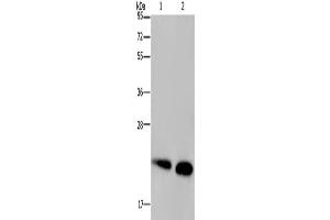 Western Blotting (WB) image for anti-NADH Dehydrogenase (Ubiquinone) Fe-S Protein 4, 18kDa (NADH-Coenzyme Q Reductase) (NDUFS4) antibody (ABIN2423869) (NDUFS4 antibody)