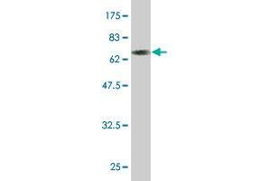 Western Blot detection against Immunogen (63. (TOB2 antibody  (AA 1-344))