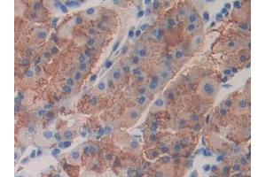 DAB staining on IHC-P; Samples: Human Stomach Tissue (FBLN4 antibody  (AA 26-443))