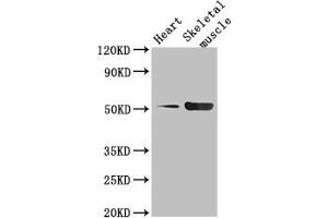 Western Blot Positive WB detected in: Mouse heart tissue, Mouse skeletal muscle tissue All lanes: TPH1 antibody at 2. (Tryptophan Hydroxylase 1 antibody  (AA 257-405))