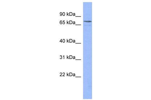 PATZ1 antibody  (N-Term)