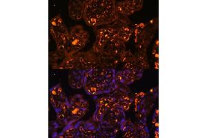 Immunofluorescence analysis of human placenta using L antibody  at dilution of 1:100. (LAIR2 antibody  (AA 22-120))