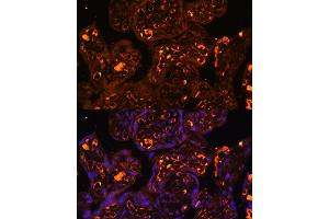 Immunofluorescence analysis of human placenta using L antibody  at dilution of 1:100. (LAIR2 antibody  (AA 22-120))