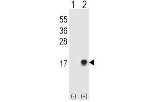 Western blot testing of SUMO2/3 antibody and 293T cell lysate either nontransfected (Lane 1) or transiently transfected (Lane 2) with the SUMO3 gene. (SUMO2/3 antibody  (AA 49-81))