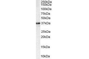 ABIN2563915 staining (1µg/ml) of HEK293 lysate (RIPA buffer, 35µg total protein per lane).