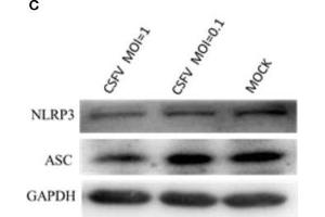 Formation of the NLRP3 inflammasome was induced in PBMCs by CSFV infection. (STS antibody)