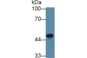 Western Blot; Sample: Mouse Thymus lysate; Primary Ab: 1µg/ml Rabbit Anti-Mouse SKAP1 Antibody Second Ab: 0.