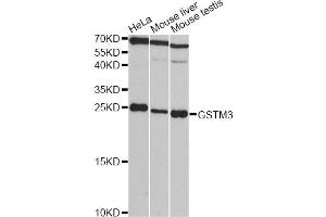 Western blot analysis of extracts of various cell lines, using GSTM3 antibody (ABIN1872914) at 1:3000 dilution. (GSTM3 antibody)