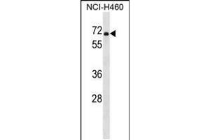 Western blot analysis in NCI-H460 cell line lysates (35ug/lane). (PDE1B antibody  (C-Term))