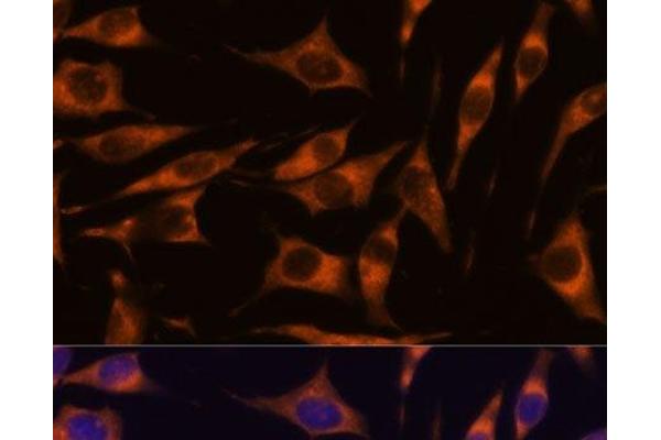 RAPH1 antibody