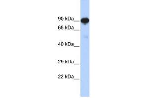 WB Suggested Anti-RFX4 Antibody Titration:  0. (RFX4 antibody  (N-Term))