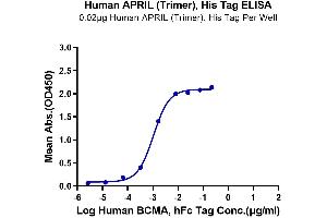 Immobilized Human APRIL (Trimer), His Tag at 0. (TNFSF13 Protein (Trimer) (His-DYKDDDDK Tag))