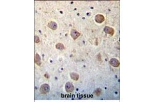UTS2 Antibody (N-term) (ABIN392523 and ABIN2842080) immunohistochemistry analysis in formalin fixed and paraffin embedded human brain tissue followed by peroxidase conjugation of the secondary antibody and DAB staining.