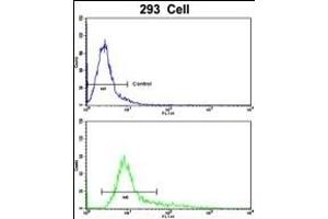 Flow cytometric analysis of 293 cells using TIEG2 Antibody (N-term)(bottom histogram) compared to a negative control cell (top histogram). (KLF11 antibody  (N-Term))