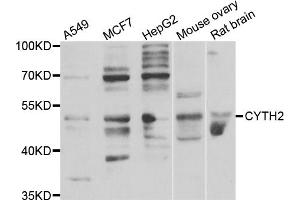Western blot analysis of extracts of various cell lines, using CYTH2 antibody (ABIN5974231) at 1/1000 dilution. (Cytohesin 2 antibody)