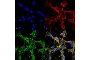 Immunocytochemistry/Immunofluorescence analysis using Mouse Anti-Citrulline Monoclonal Antibody, Clone 2D3. (Citrulline antibody  (PerCP))