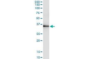 Immunoprecipitation of RYBP transfected lysate using anti-RYBP MaxPab rabbit polyclonal antibody and Protein A Magnetic Bead , and immunoblotted with RYBP purified MaxPab mouse polyclonal antibody (B01P) . (RYBP antibody  (AA 1-228))