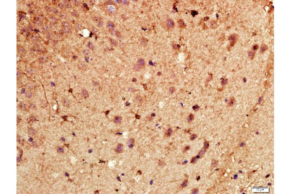 CYP46A1 antibody  (AA 51-150)