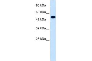 WB Suggested Anti-CLCN6 Antibody Titration:  1.