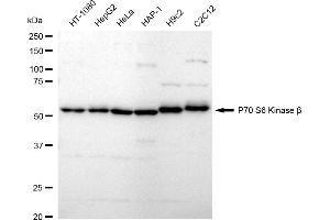 Western blotting analysis using P70 S6 Kinase beta antibody (ABIN7800226).