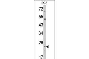 Western blot analysis of ATP5O Antibody (N-term) (ABIN652503 and ABIN2842338) in 293 cell line lysates (35 μg/lane). (ATP5O antibody  (N-Term))