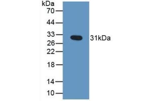 GZMB 抗体  (AA 21-247)