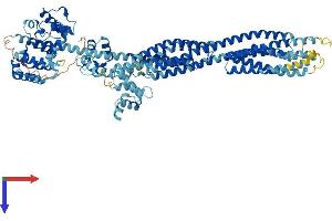 ACTN3 Protein (AA 1-900) (His tag)