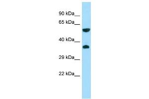 WB Suggested Anti-GPR22 Antibody Titration: 1. (GPR22 antibody  (C-Term))