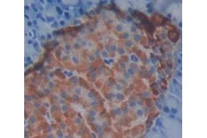 Figure. (Annexin IV antibody  (AA 153-307))