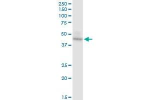 UQCRC2 antibody  (AA 1-453)