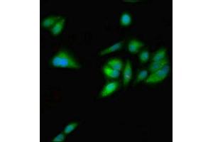 Immunofluorescent analysis of Hela cells using ABIN7154751 at dilution of 1:100 and Alexa Fluor 488-congugated AffiniPure Goat Anti-Rabbit IgG(H+L) (GNL1 antibody  (AA 251-500))