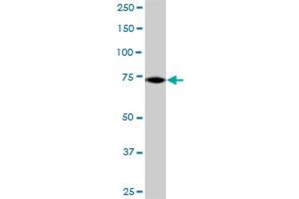 GRIPAP1 antibody  (AA 1-841)