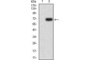 Western blot analysis using HAS1 mAb against HEK293 (1) and HAS1 (AA: 74-399)-hIgGFc transfected HEK293 (2) cell lysate.