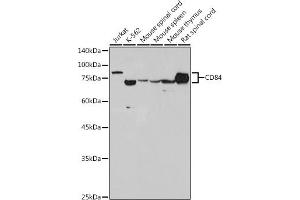 Western blot analysis of extracts of various cell lines, using CD84 antibody (ABIN7266224) at 1:1000 dilution. (CD84 antibody)