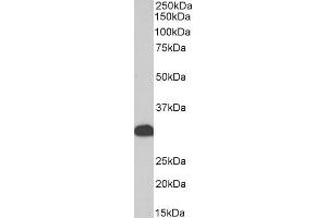 Biotinylated ABIN5539520 (0. (FHL1 antibody  (Internal Region) (Biotin))
