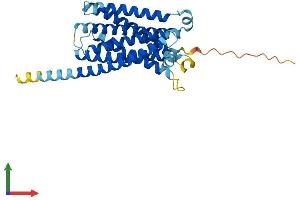 AlphaFold protein structure predicition of Human Recombinant MRGPRD Protein, UniprotID Q8TDS7