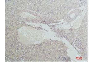 Immunohistochemistry (IHC) analysis of paraffin-embedded Mouse Kidney Tissue using Nrf2 Rabbit Polyclonal Antibody diluted at 1:200. (NRF2 antibody)