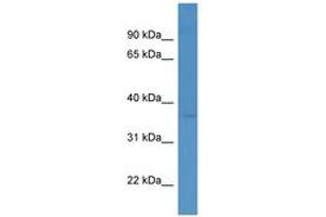 Image no. 1 for anti-Hepatic Leukemia Factor (HLF) (C-Term) antibody (ABIN6746146) (HLF antibody  (C-Term))