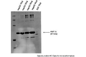 Sample Type: Human Liver Carcinoma (HepG2 lysate)10-40ug lysate/lanePrimary Dilution: 1:1000Secondary: Alexa Fluor 680 Donkey Anti-Rabbit IgG Invitrogen Secondary Dilution: 1:30,000 (HNF1A antibody  (N-Term))