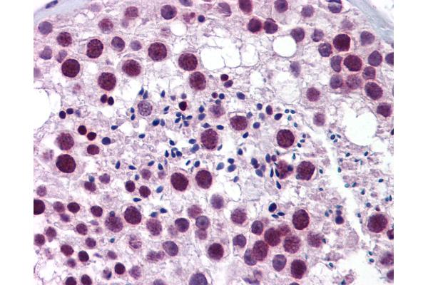 TRIM22 antibody  (AA 74-123)